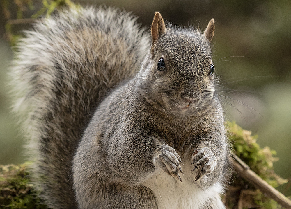 Fairborn Squirrel Removal Service