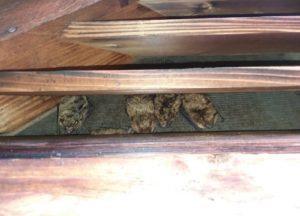 Bats in a gable vent in Dayton