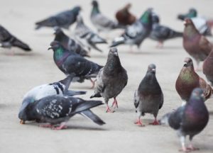 birds on a sidewalk in Dayton