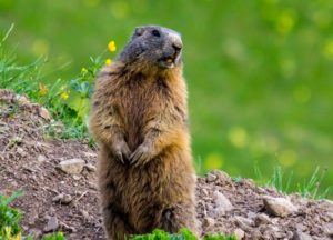 Groundhog in a field