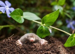 Mole in a garden
