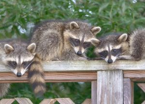three raccoons in a yard in dayton