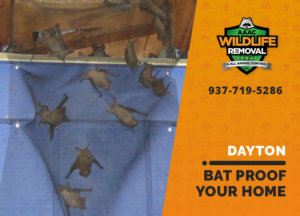bat proofing my dayton home
