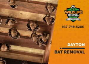 bat exclusion in dayton