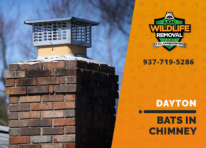 bat in chimney dayton