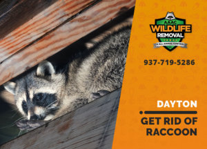 get rid of raccoon dayton