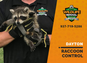raccoon control dayton