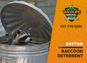 dayton raccoon deterrents