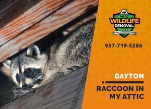 raccoon stuck in attic dayton