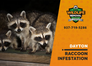 infested by raccoons dayton