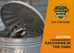 raccoons in my yard dayton