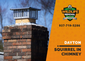 squirrel stuck in chimney dayton