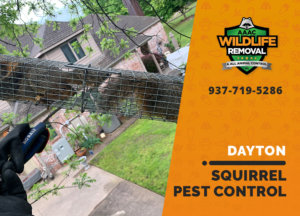 squirrel pest control in dayton