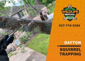 squirrel trapping program dayton