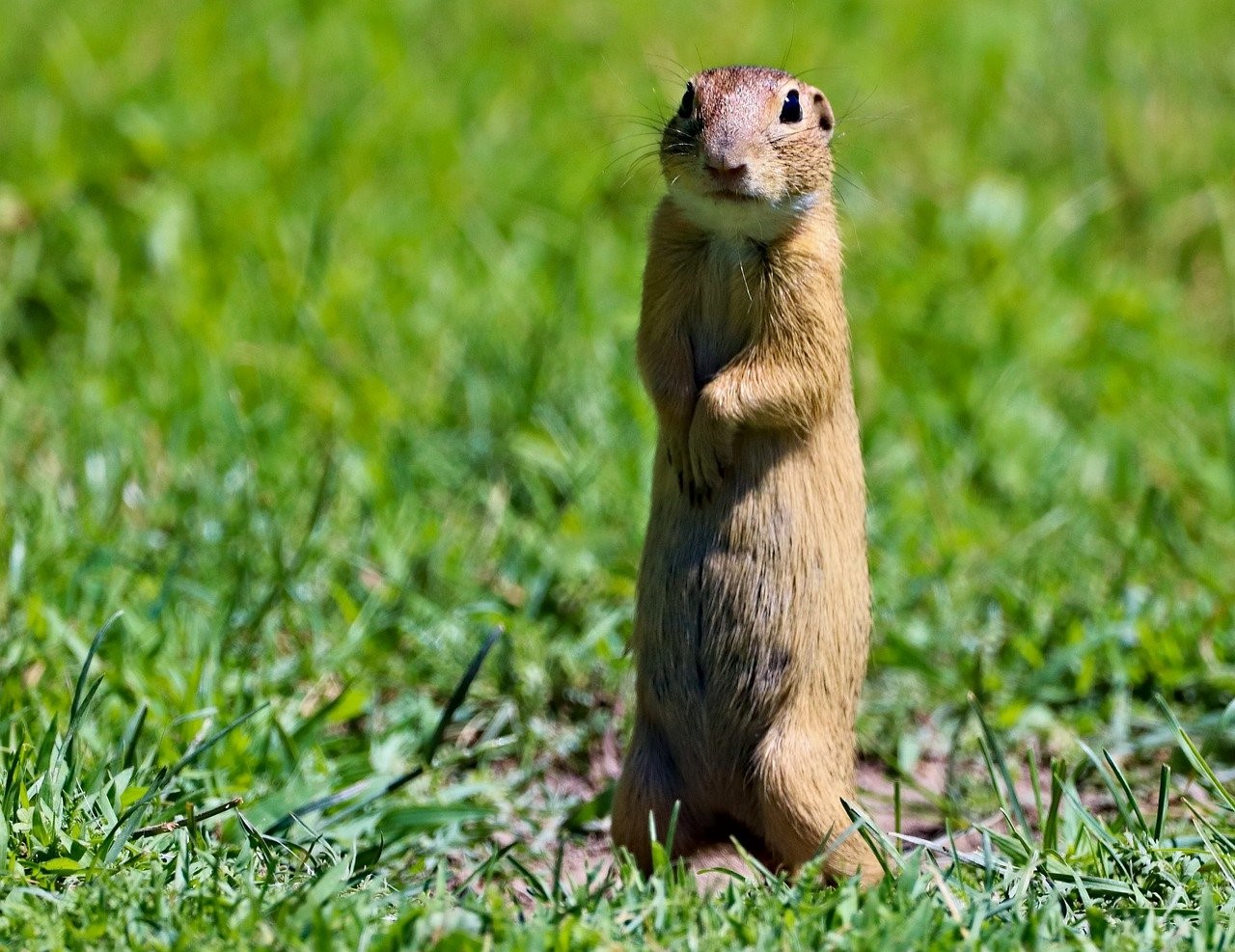 Do Gophers Carry Disease?